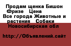 Продам щенка Бишон Фризе › Цена ­ 30 000 - Все города Животные и растения » Собаки   . Новосибирская обл.
